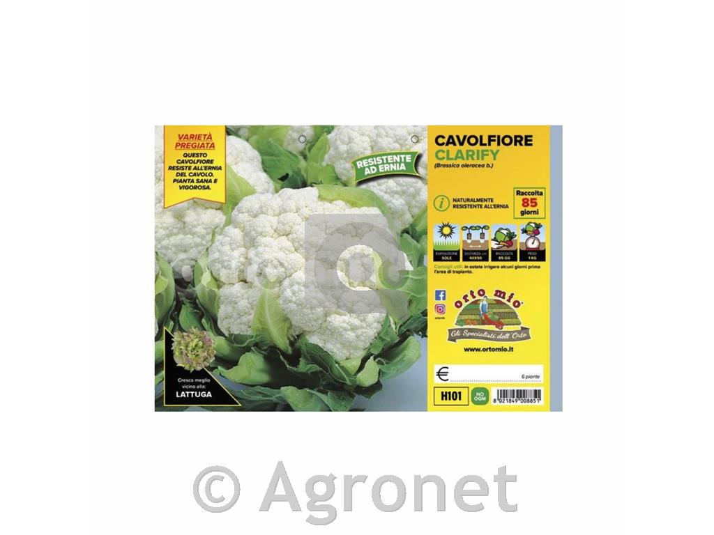 Cvetača Delta F1, 6 kos