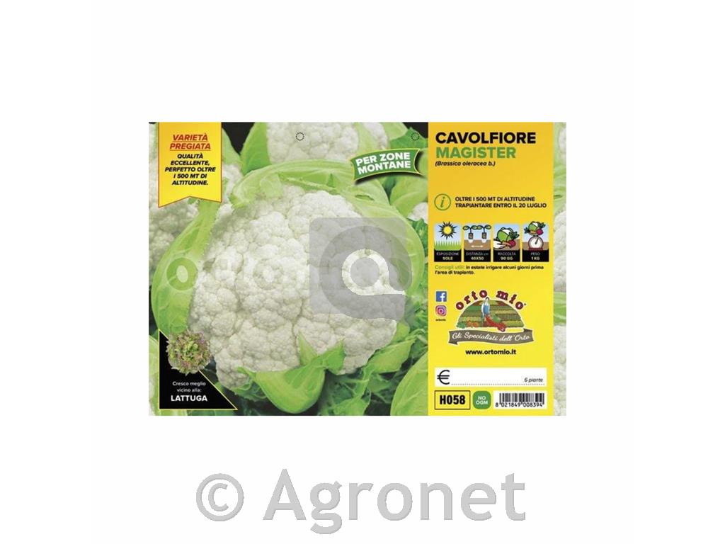 Cvetača Ormonde F1, 6 kos