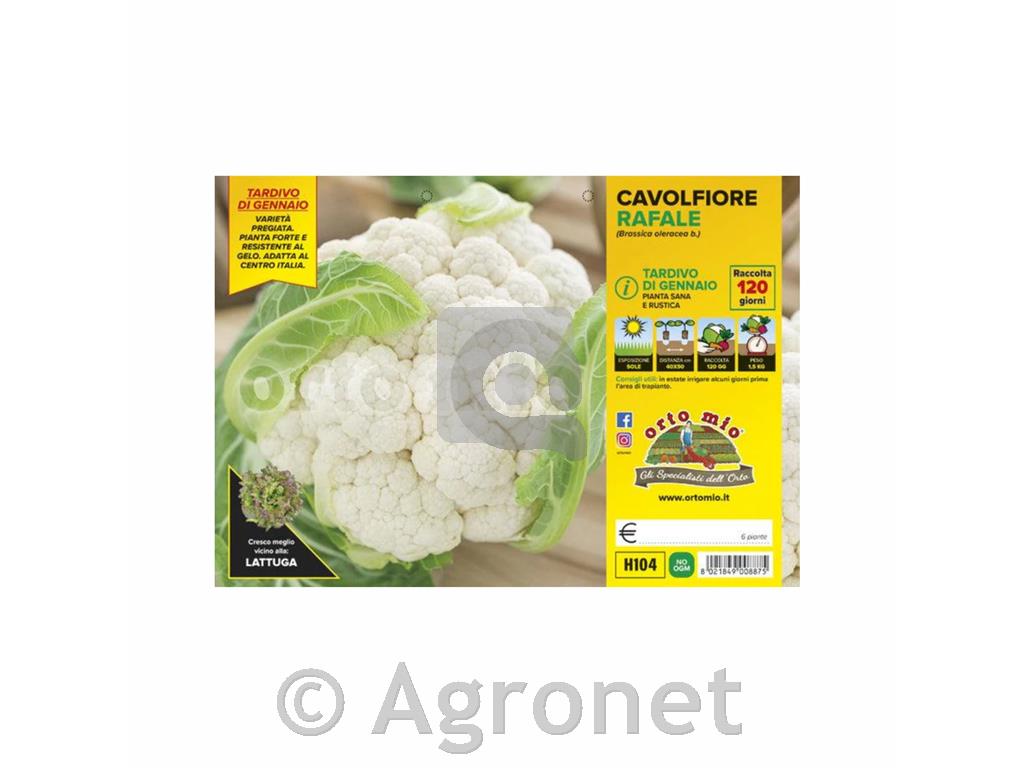 Cvetača Rafale F1, 6 kos