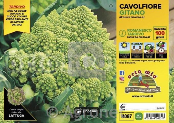 Cvetača Romanesco pozna Gitano F1, 6 kos