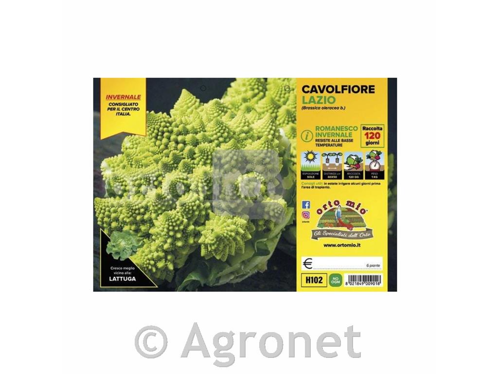 Cvetača romanesco Lazio F1, 6 kos