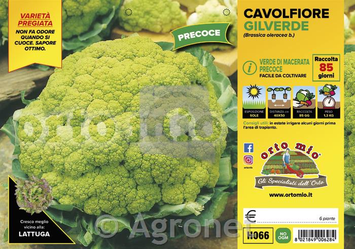 Cvetača Gilverde F1, 6 kos