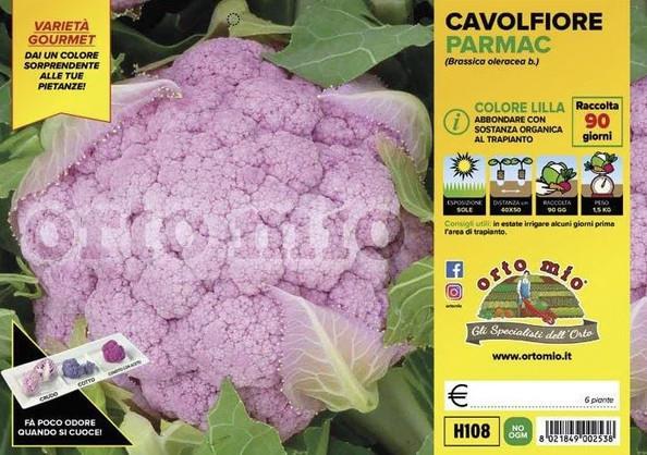 Cvetača Lavender F1, 6 kos