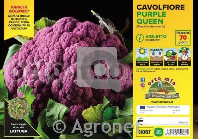 Cvetača Purple Queen F1, 6 kos