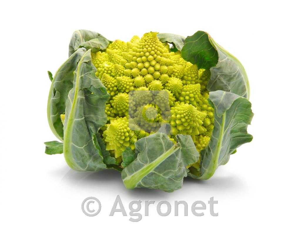 Cvetača Colosseo F1, 6 kos