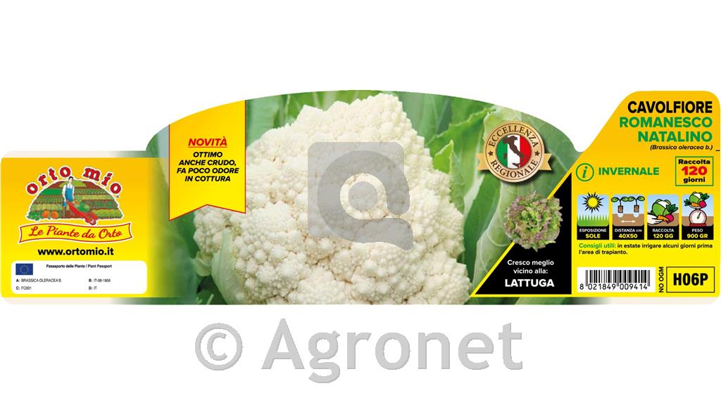 Cvetača Romanesco beli Natalino, 6 kos