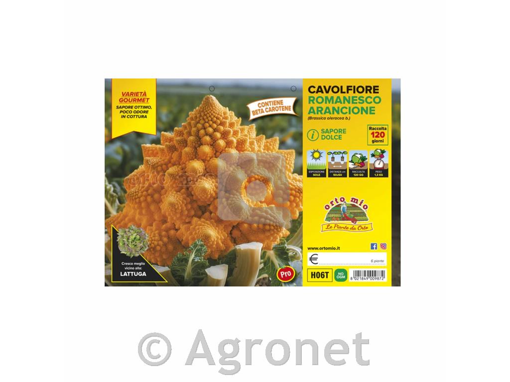 Cvetača romanesco Amoresco F1, 6 kos