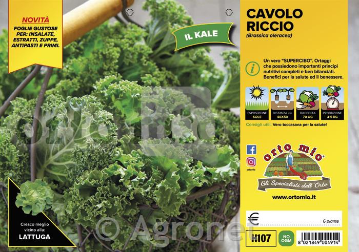 Kodrolistni ohrovt Karillo (Kale) F1, 6 kos