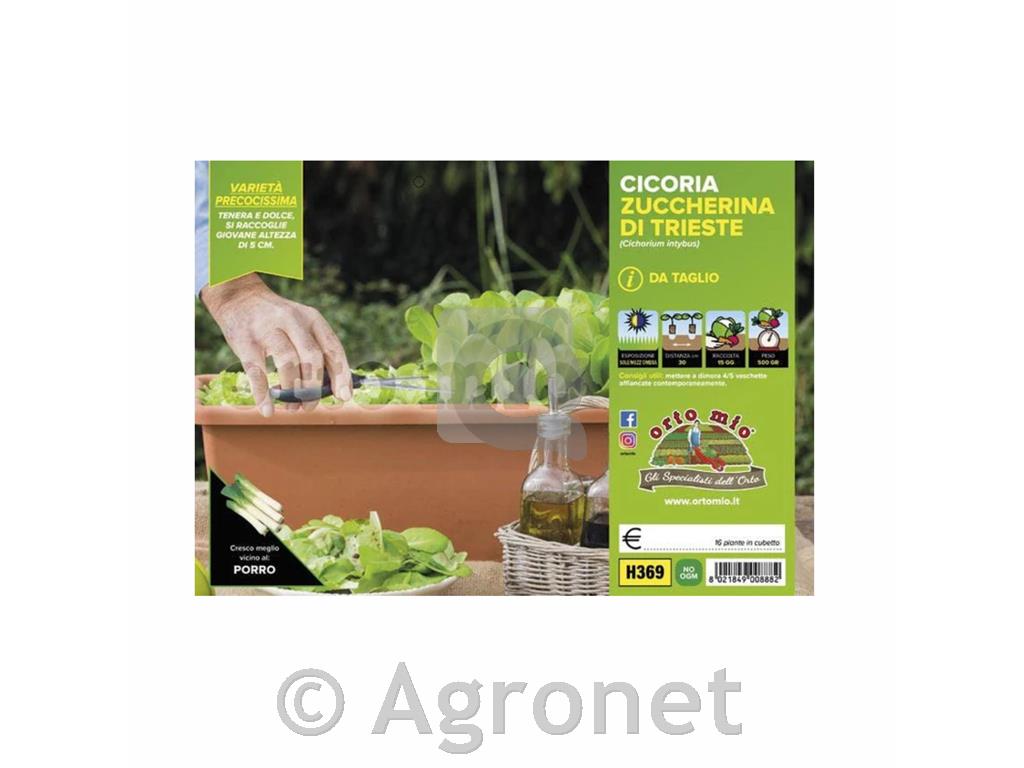 Radič Zuccherina di Trieste, 9 kos