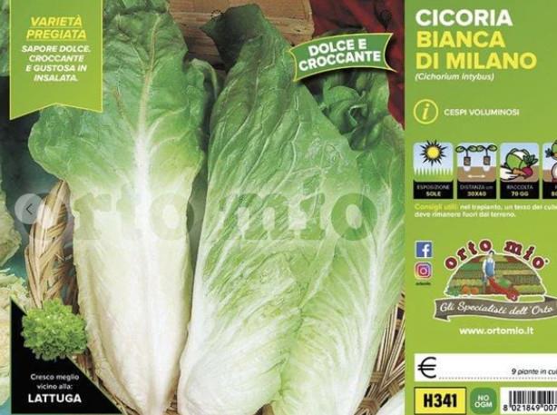 Radiči Bianca di Milano Sumero F1, 9 kos