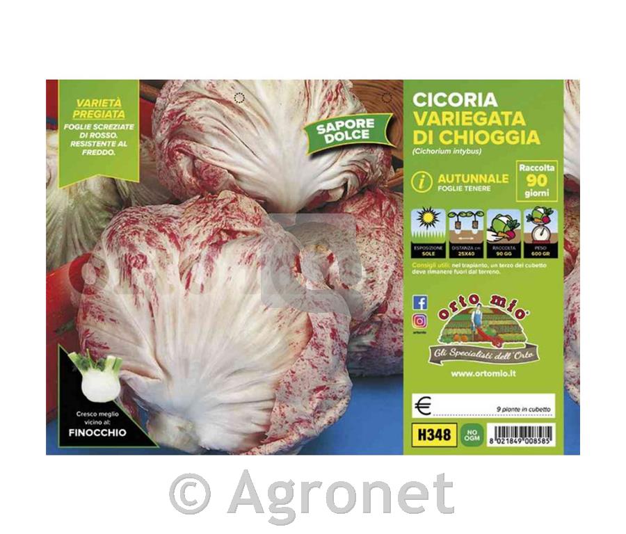 Radiči jesenski Chioggia Autunnale, 9 kos
