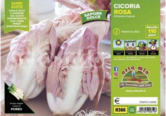 Radiči roza Verona Rosa, 9 kos