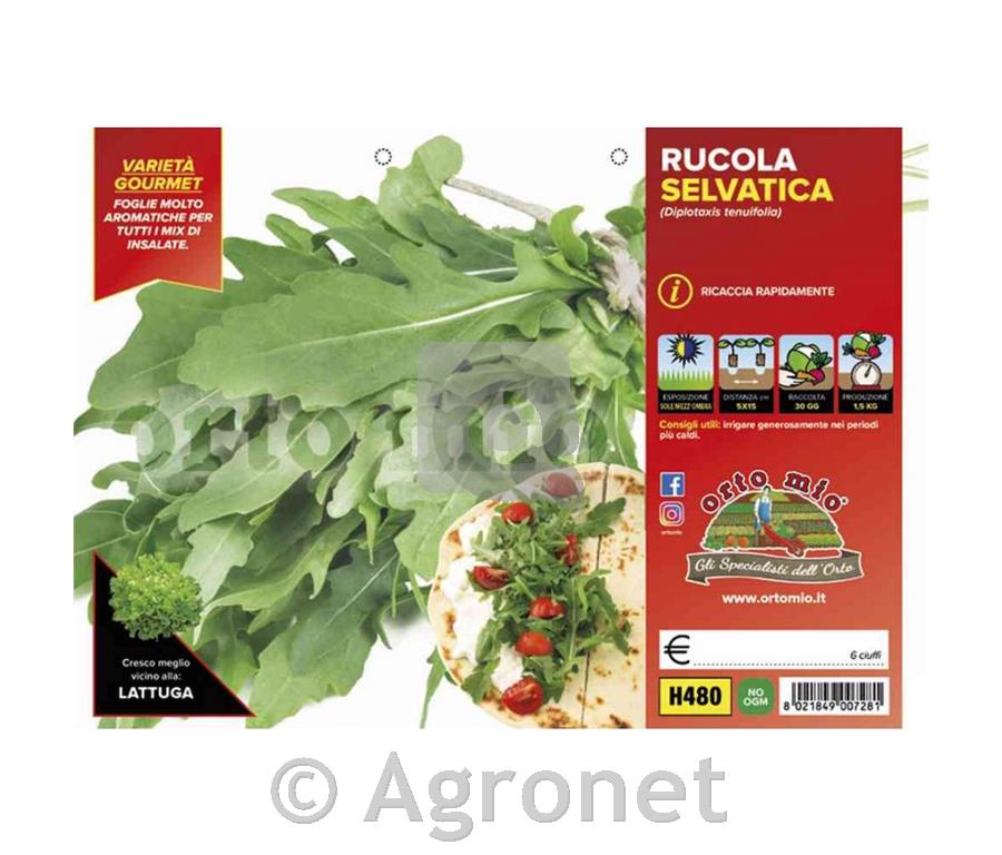Rukola divja Athena (Letizia), 9 kos