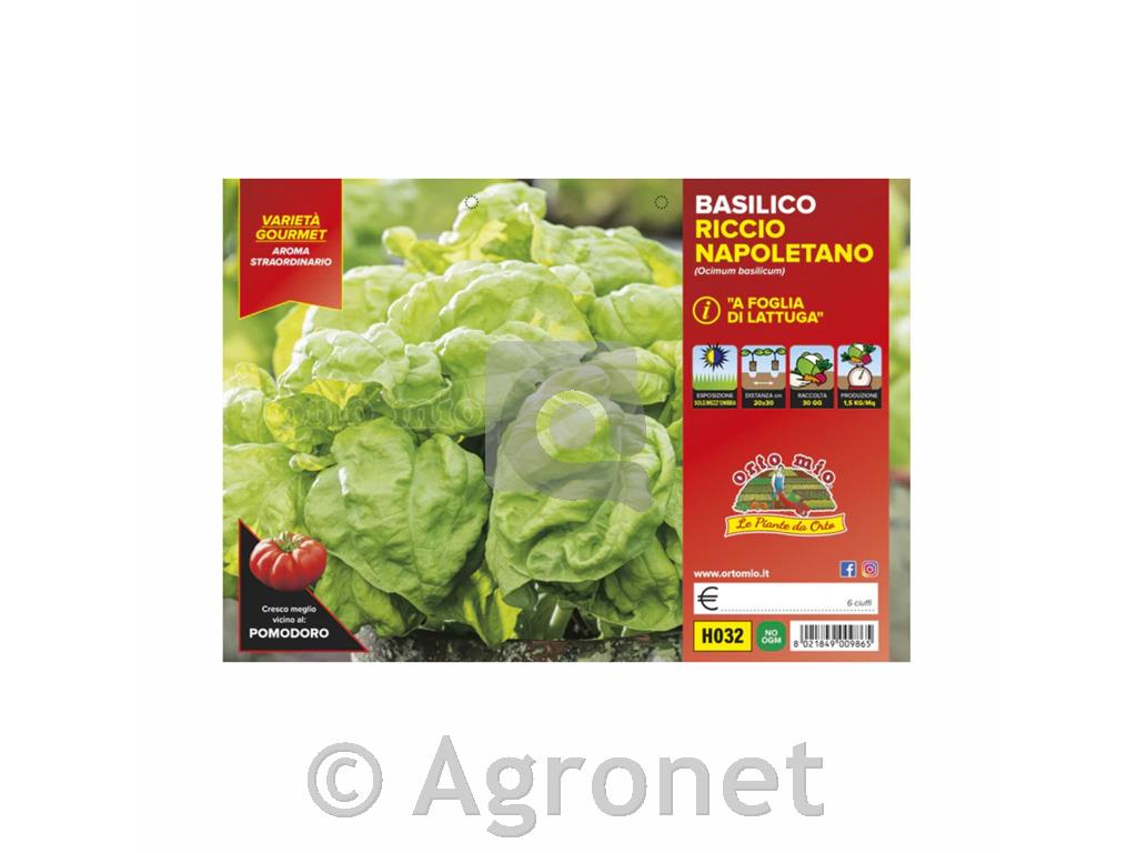 Bazilika nagubanolistna Foglia di Lattuga, 1 kos