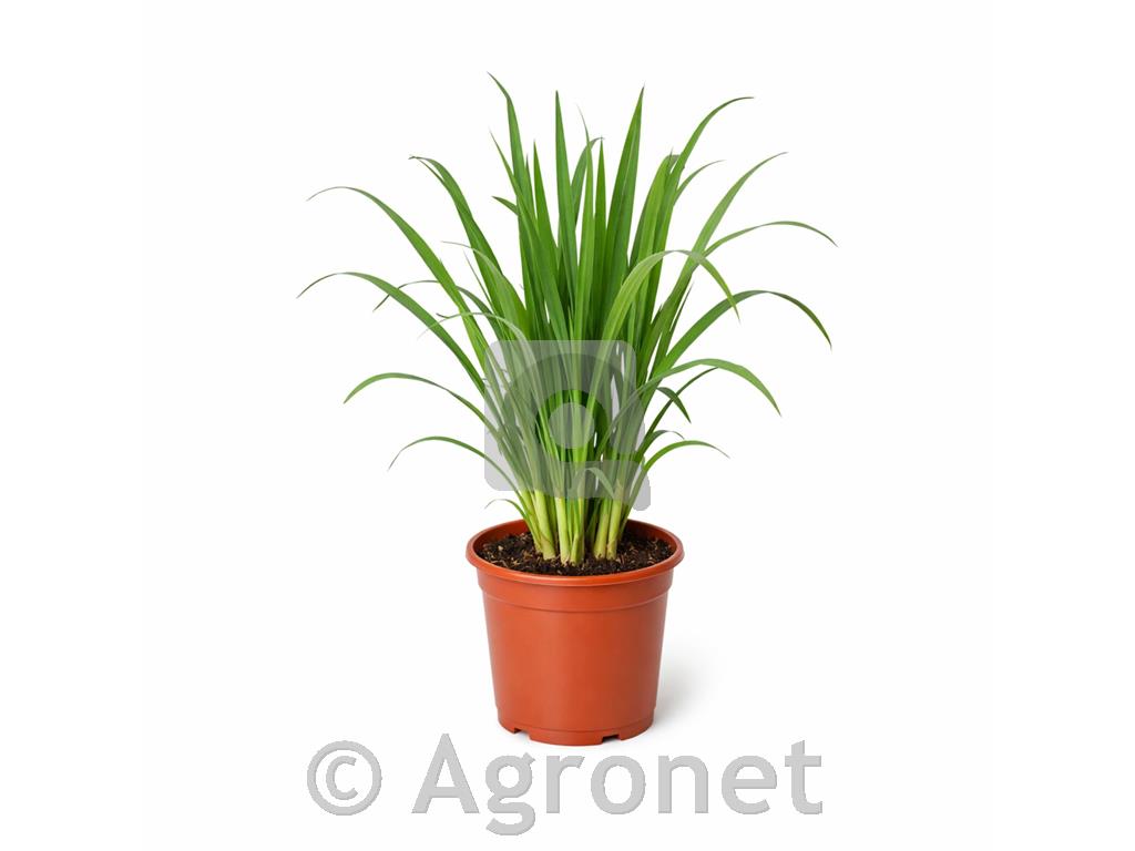 Limonska Trava, 1 kos