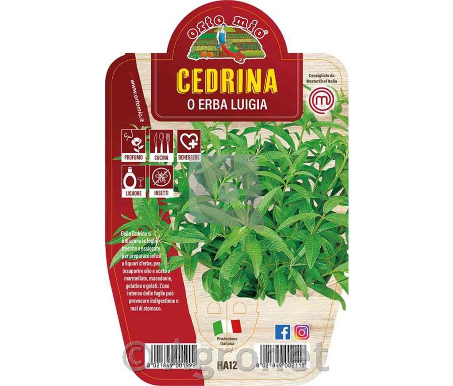 Citronka O Erba Luigia