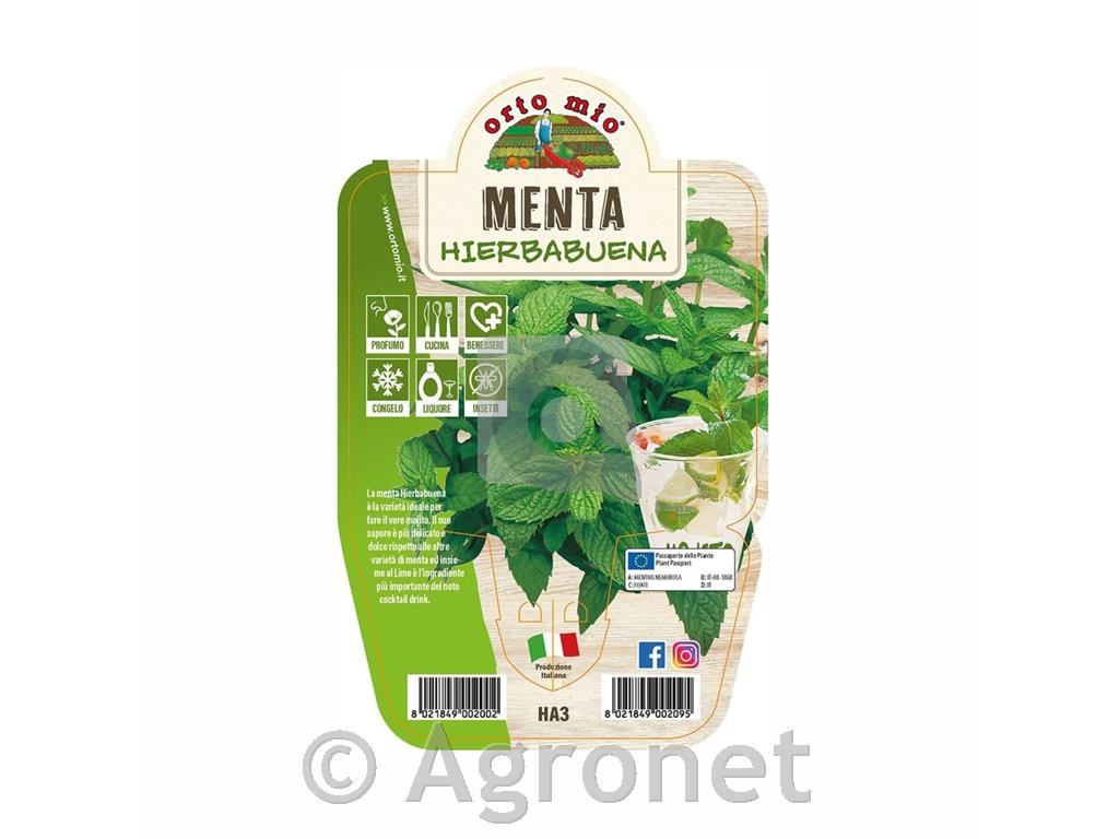 Klasasta meta, 1 kos