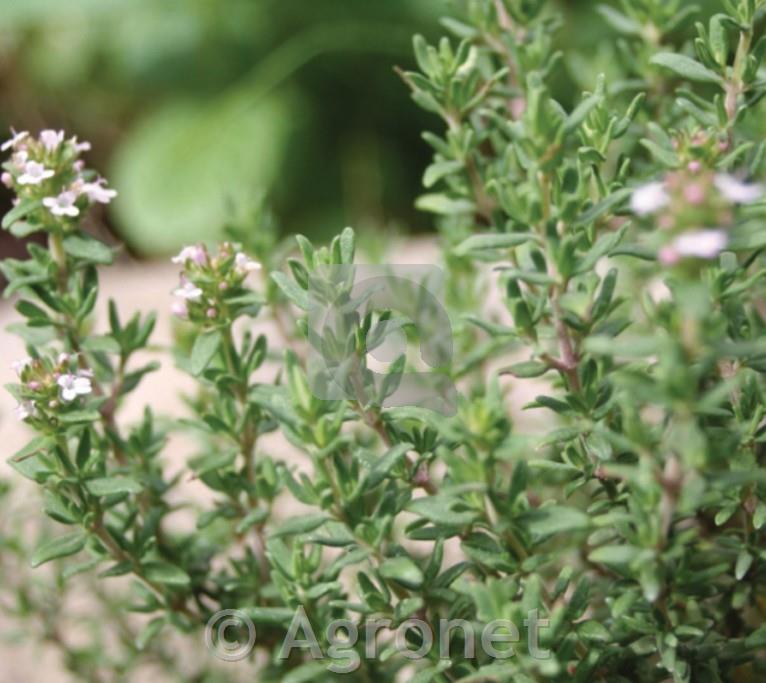 Timijan Thymus vulgaris 'Precompa'