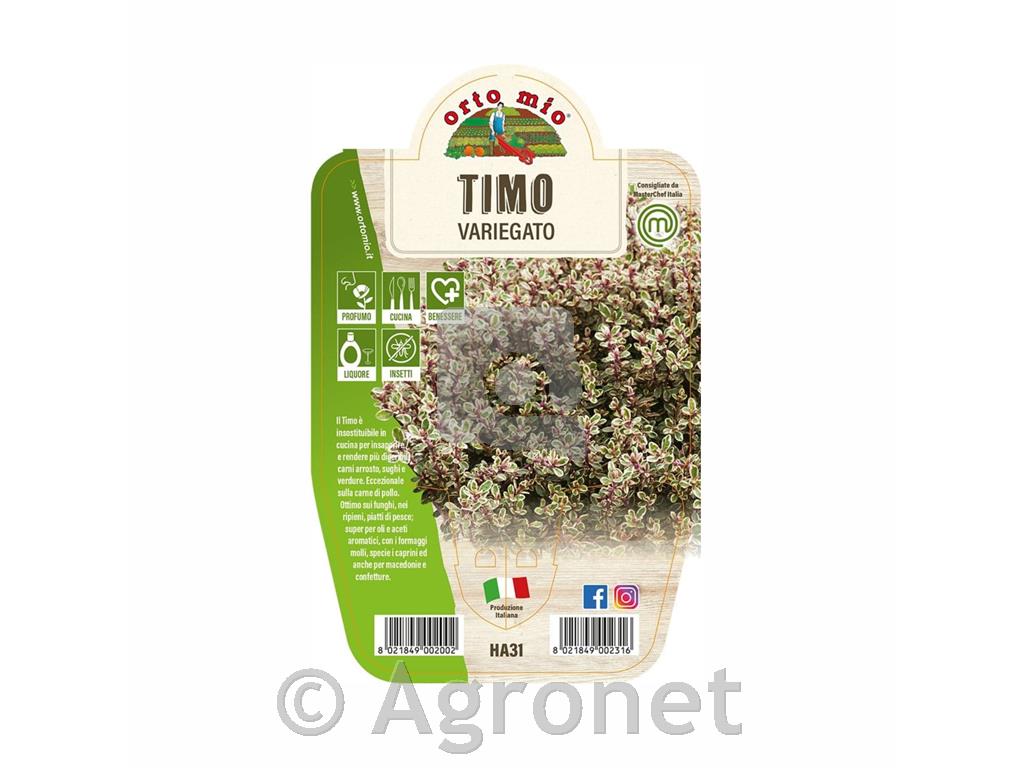 Pisanolistni timijan, 1kos