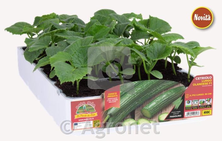 Čebula rumena orjaška F1, 12 kos