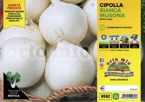 Čebula okrogla bela Musona, 12 kos