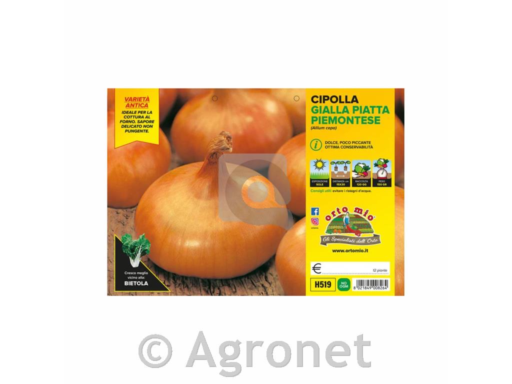 Čebula Piemontese, 12 kos