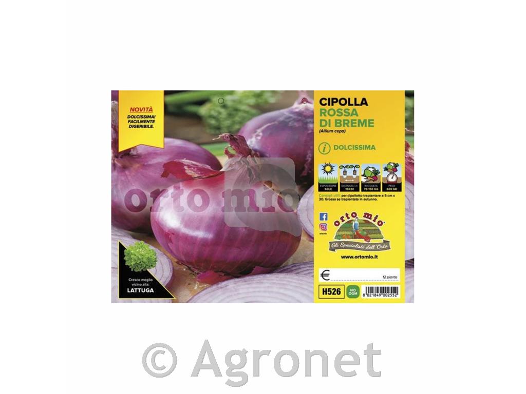 Čebula Rossa di Breme, 12 kos