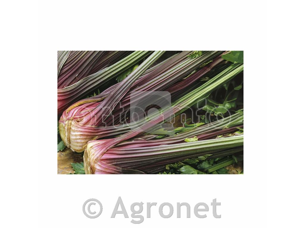 Zelena stebelna Rosso del Piemonte, 6 kos