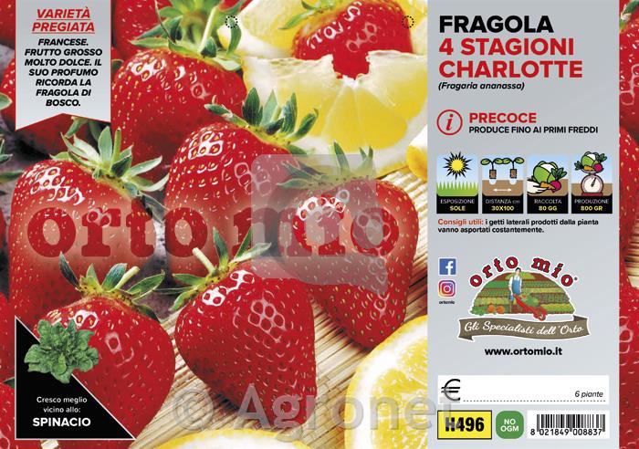 Jagode Charlotte, 4 kos