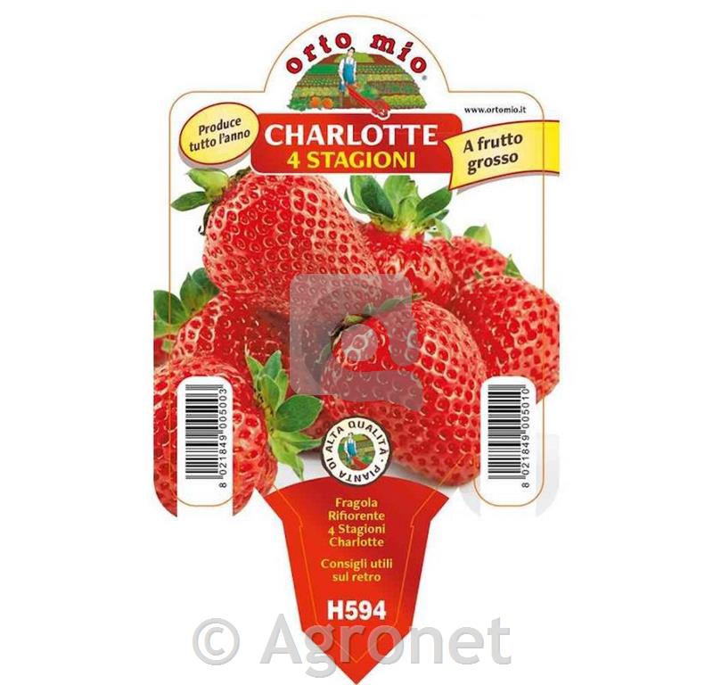 Jagode Charlotte, Dulcinea, 1 kos