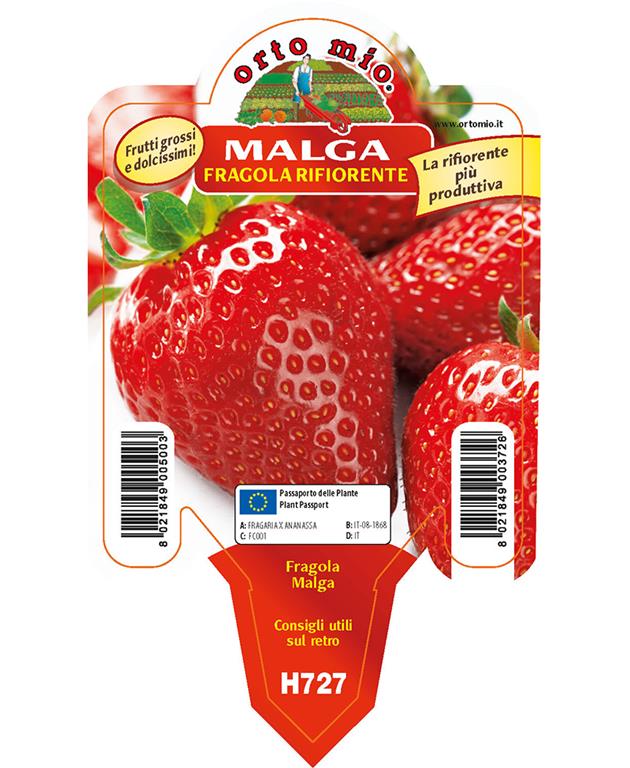 Jagode Malga, 1 kos