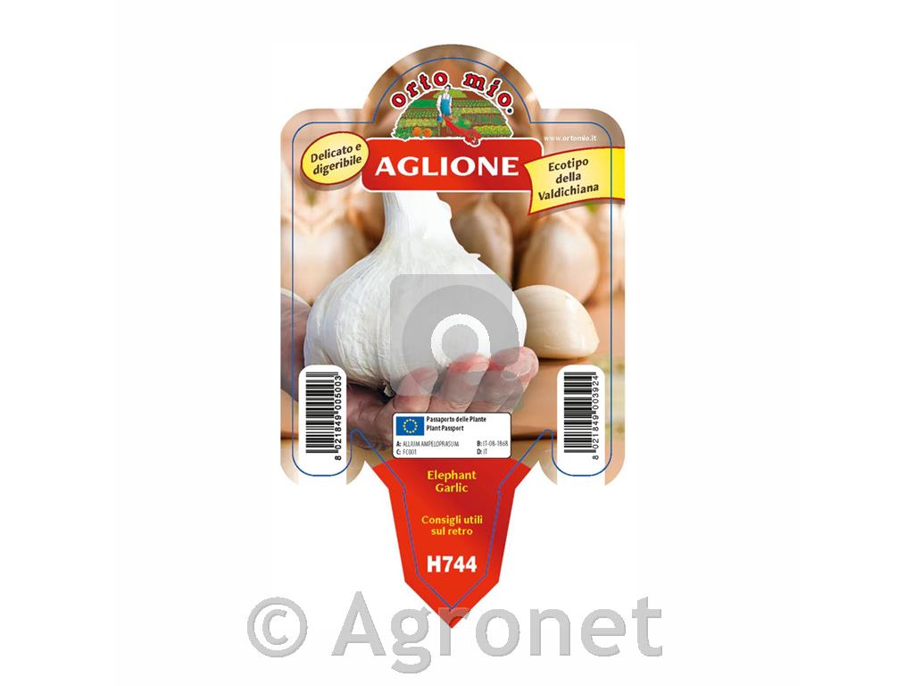 Slonji česen Aglione della Valdichiana, 1 kos