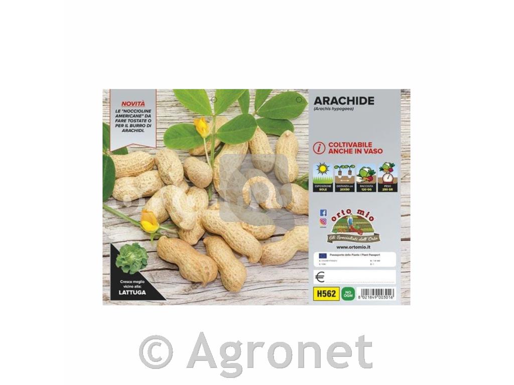 Arašidi Lotos, 24 kos