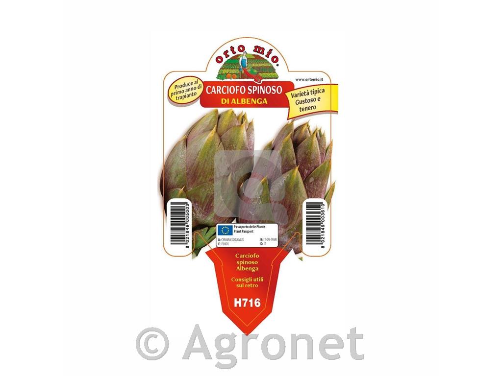 Artičoka Spinosa di Albenga, 1kos