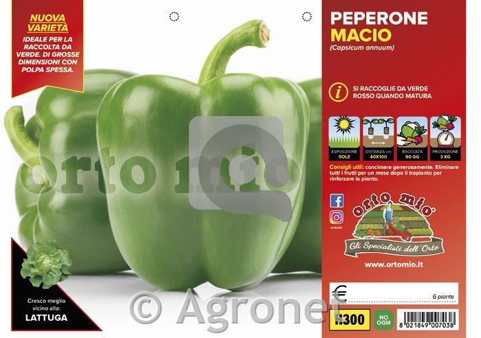 Paprika zelena Macio F1, 6 kos