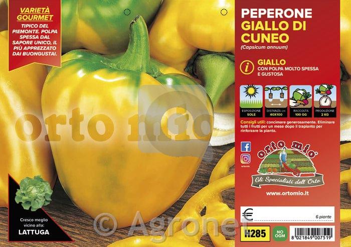 Paprika Giallo di Cuneo F1, 6 kos
