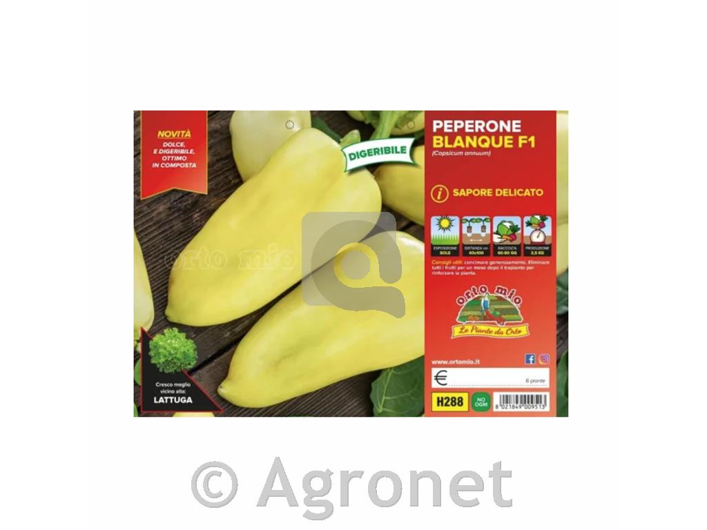 Paprika Blanque F1, 6 kos