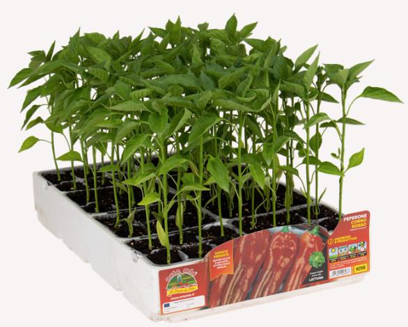 Paprika Corno di Capra (kozji rog), 6kos