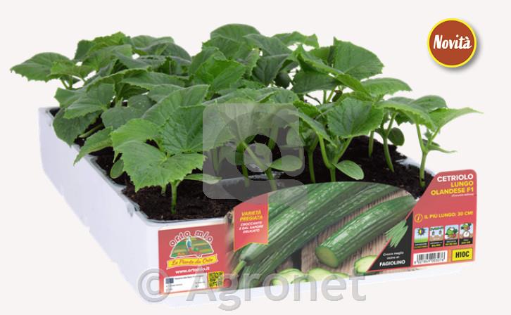 Paradižnik modri Candy F1, 6 kos