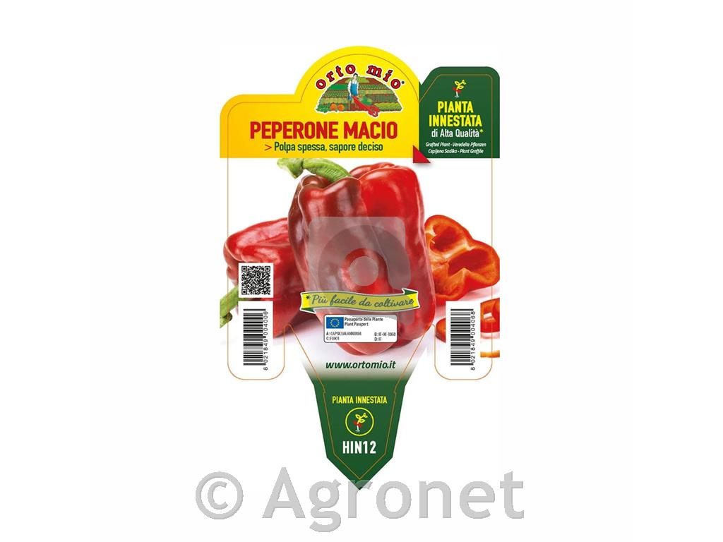 Paprika rdeča Gagio F1