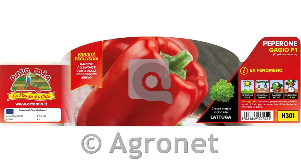 Paprika rdeča Gagio F1, 6 kos