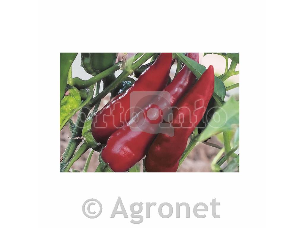 Paprika sladka Paesanello