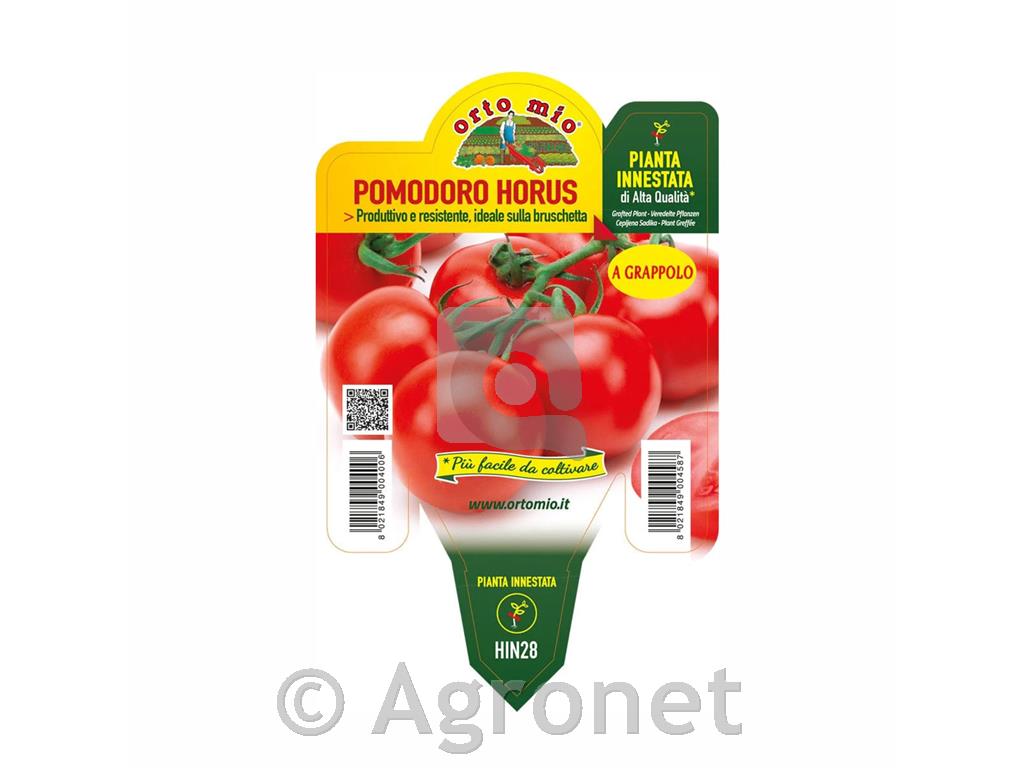 Paradižnik cepljen okrogli Horus F1