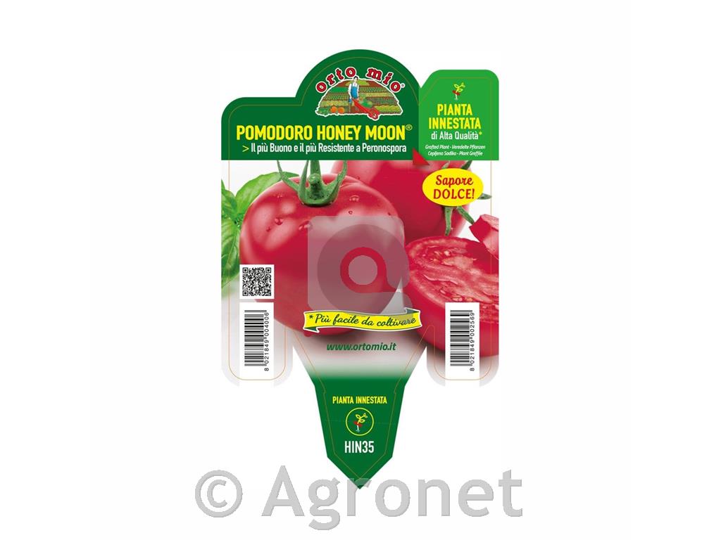 Paradižnik solatni sladki Honey Moon F1