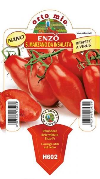 Paradižnik nizki pelat Enzo F1, 1 kos