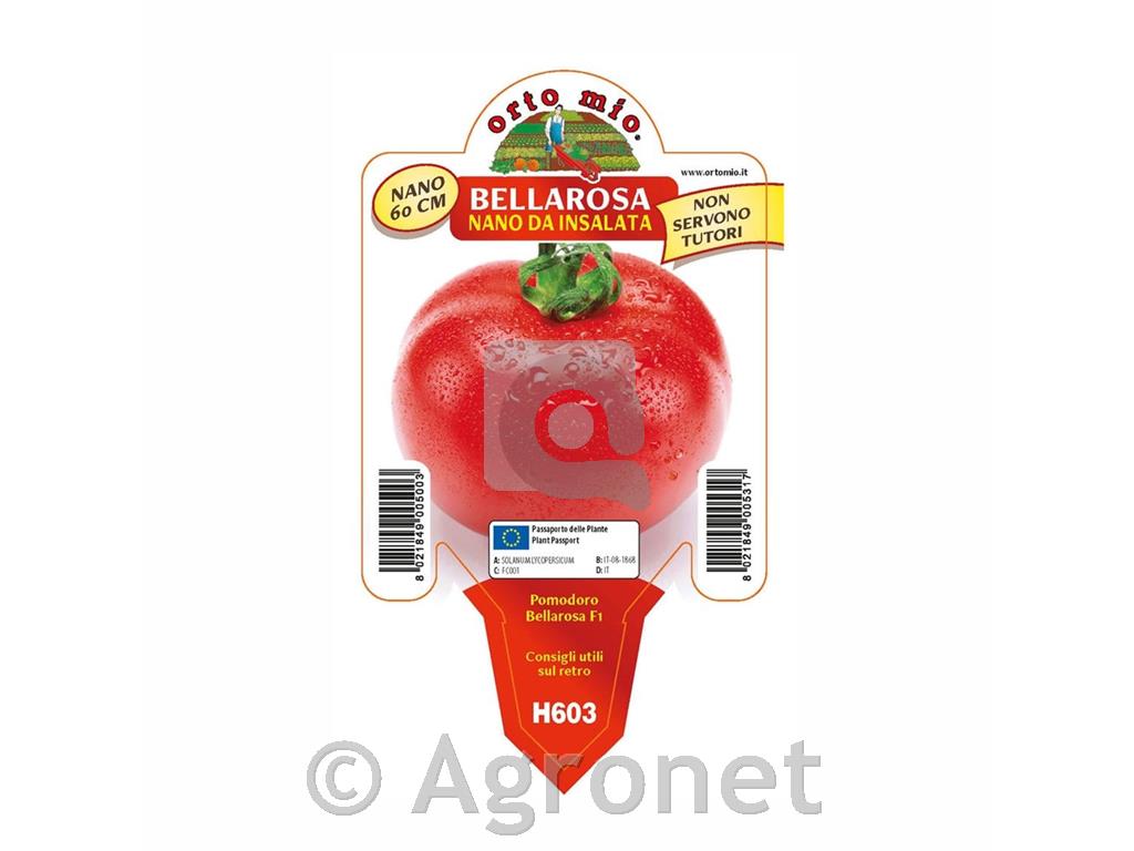 Paradižnik nizki Bellarosa F1