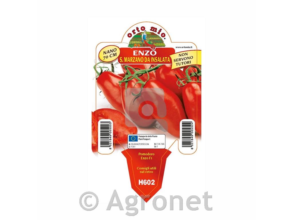 Paradižnik nizki pelat Enzo F1