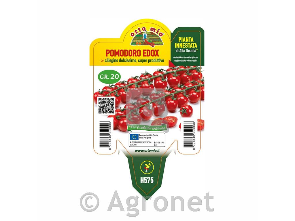 Paradižnik cepljen češnjev Edox F1