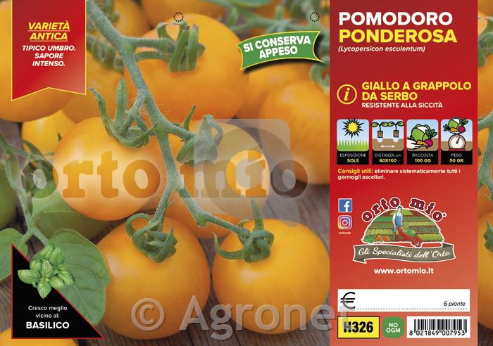 Paradižnik rumeni grappolo Ponderosa, 6 kos