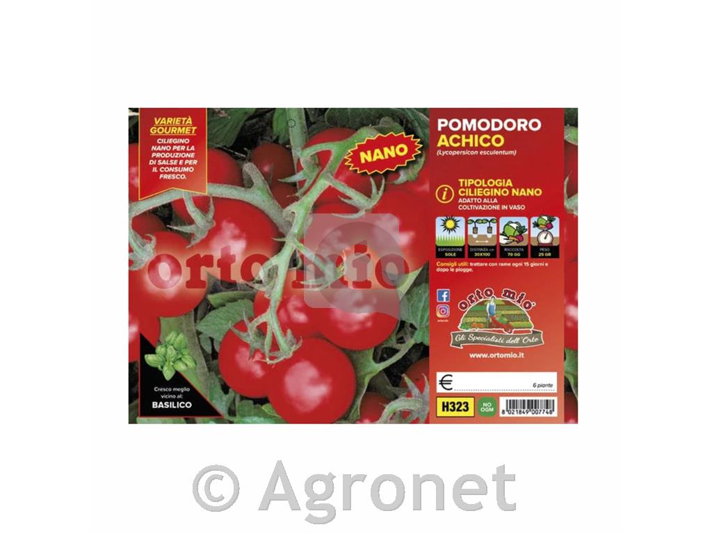 Paradižnik nizki Achico F1, 6 kos